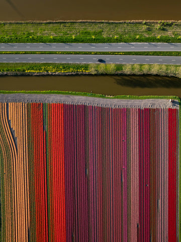 Tulip Highway