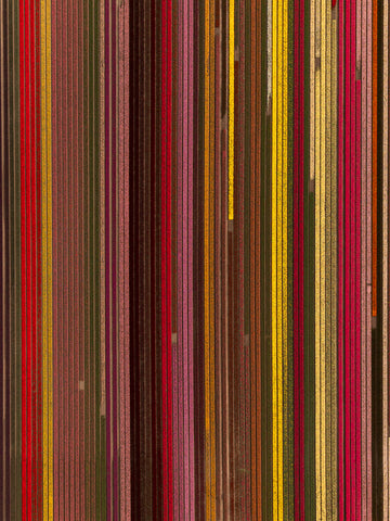 Tulip Abstract